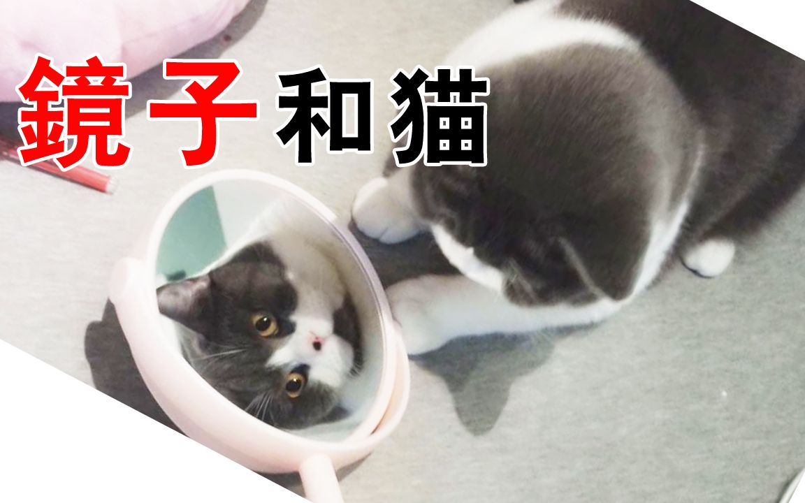 不爱玩镜子的猫,都不是好猫[猫奴的日常]哔哩哔哩bilibili