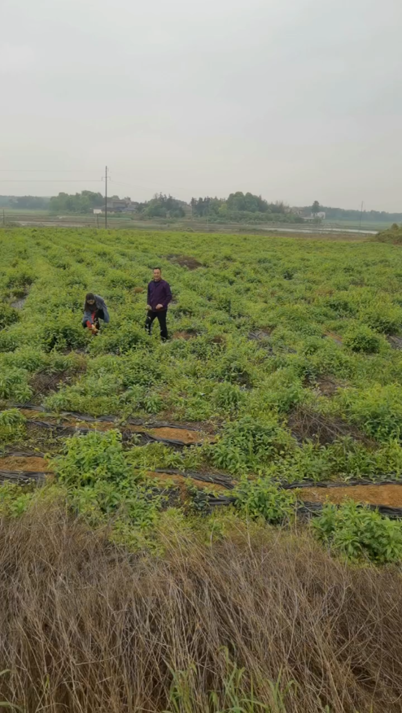 [图]金银花中药种植基地