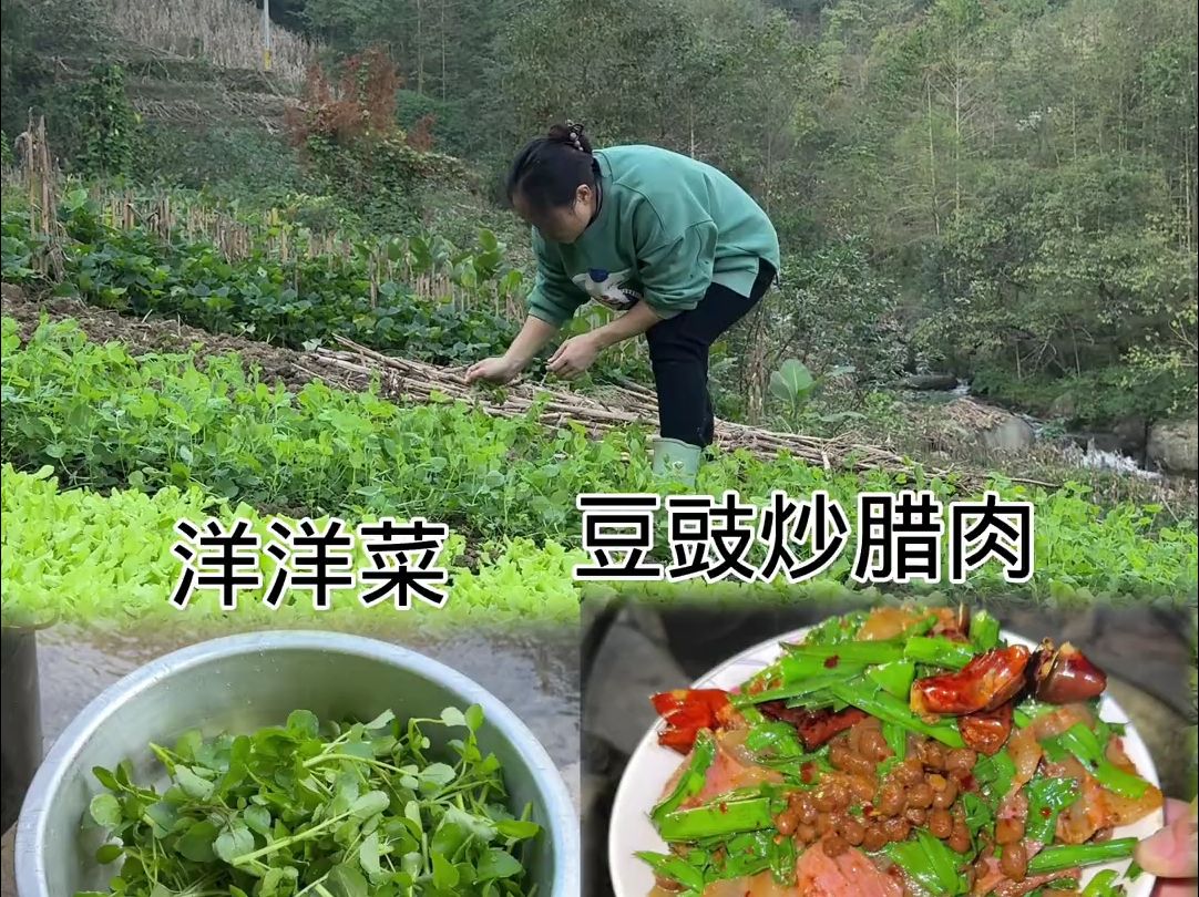 今天吃洋洋菜咯,蒜苗炒腊肉哔哩哔哩bilibili