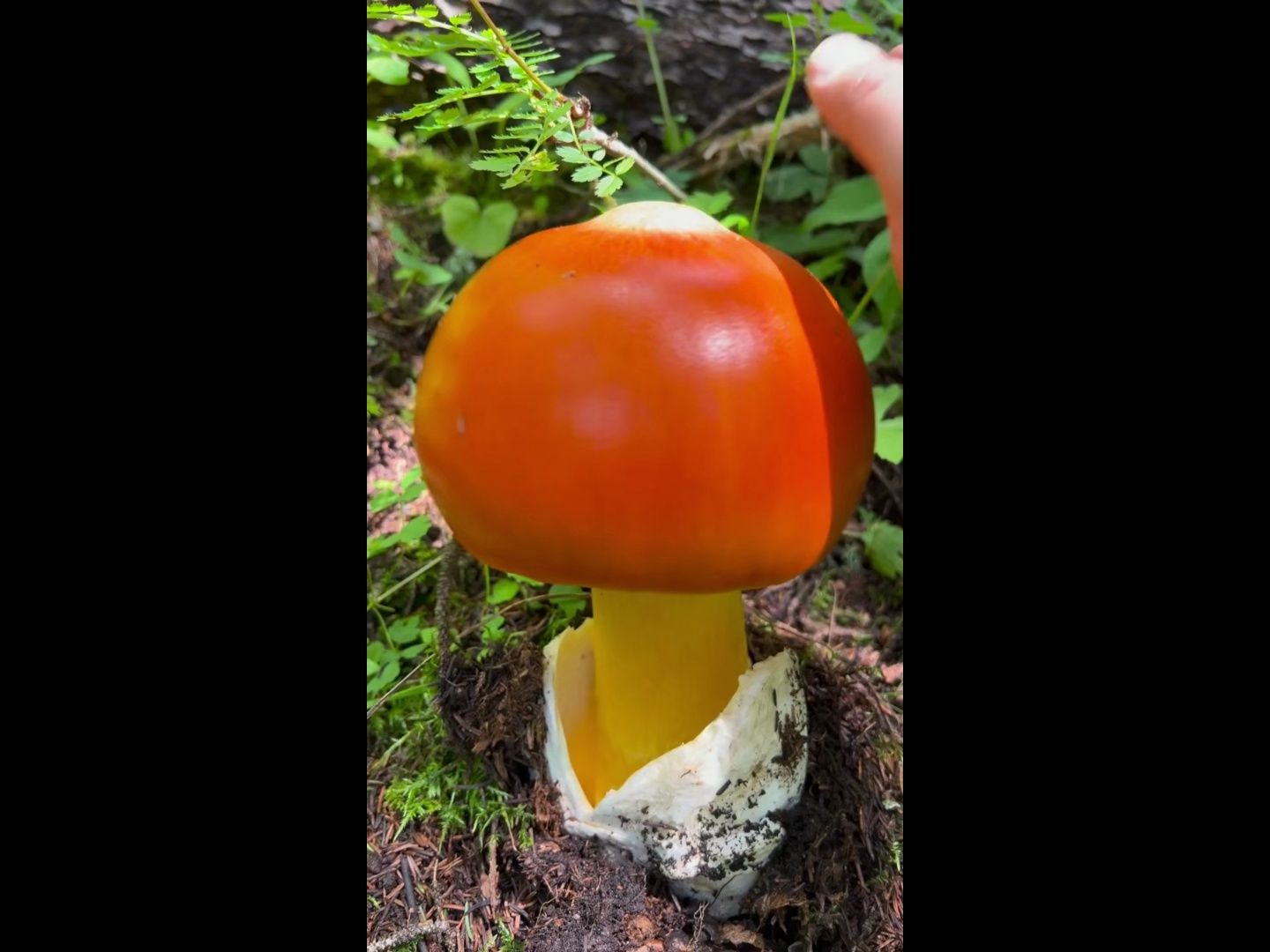 进山采蘑菇,遇到几朵巨大鹅蛋菌,太漂亮了