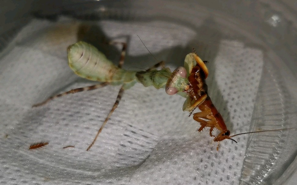 印尼双盾螳与蟑螂的较力