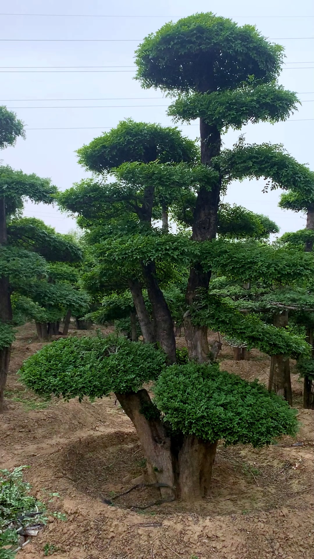 白蜡造型树图片欣赏图片