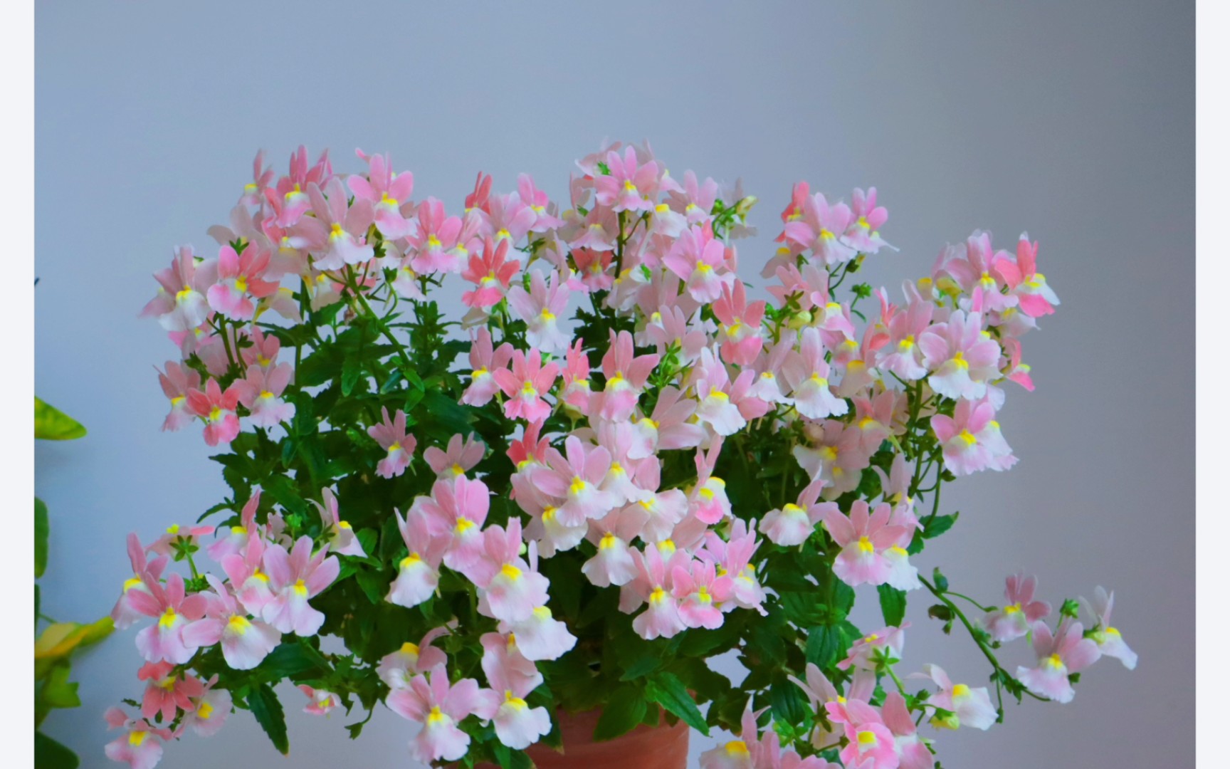 龙面花大西洋珍鲑的第二波花