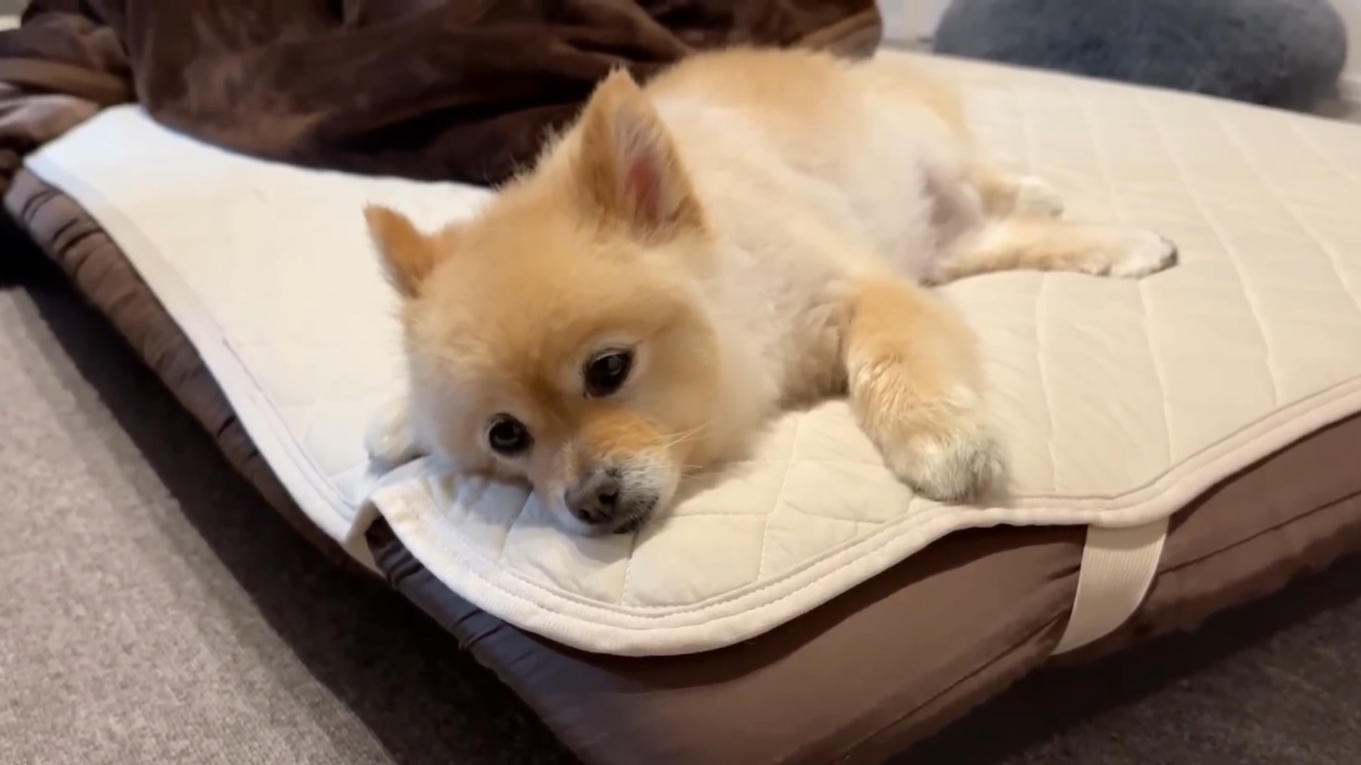 可爱小精灵,小狗于垫子上的沉睡