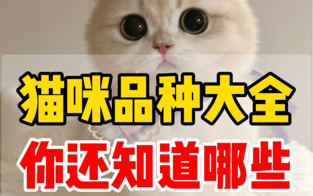 猫咪品种大全!哔哩哔哩bilibili