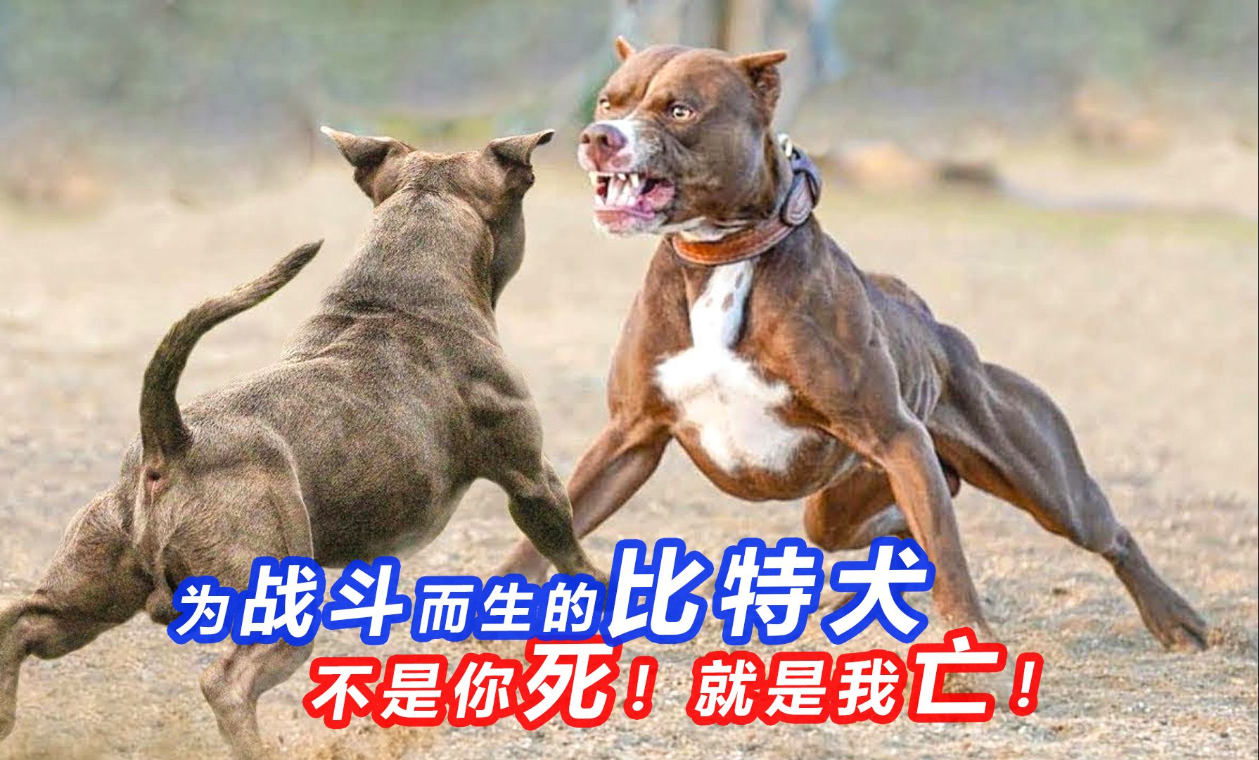 犬界战神 比特犬!敢和老虎对干的猛犬哔哩哔哩bilibili