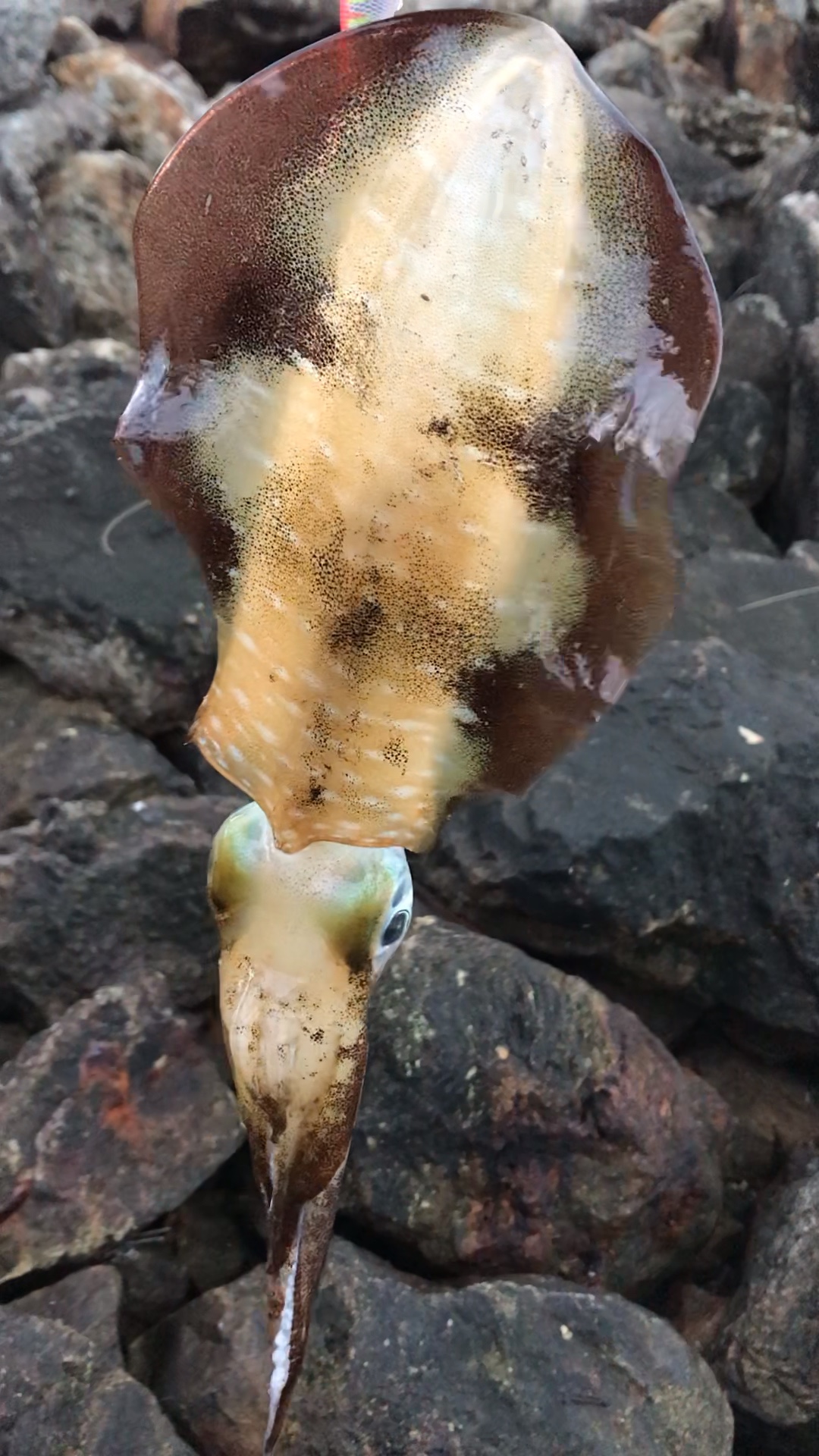 软丝##莱氏拟乌贼