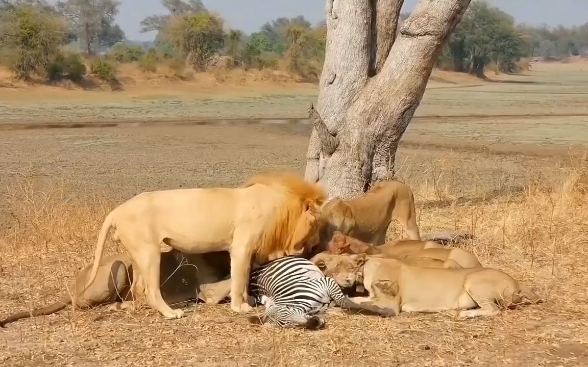 狮子吃斑马内脏就像嗦螺蛳粉一样!#动物世界