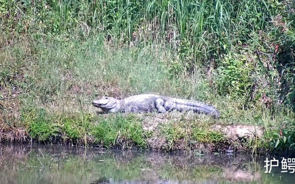 [图]大张龙上岸晒太阳日常 ——野生扬子鳄张龙守护者 护鳄世家