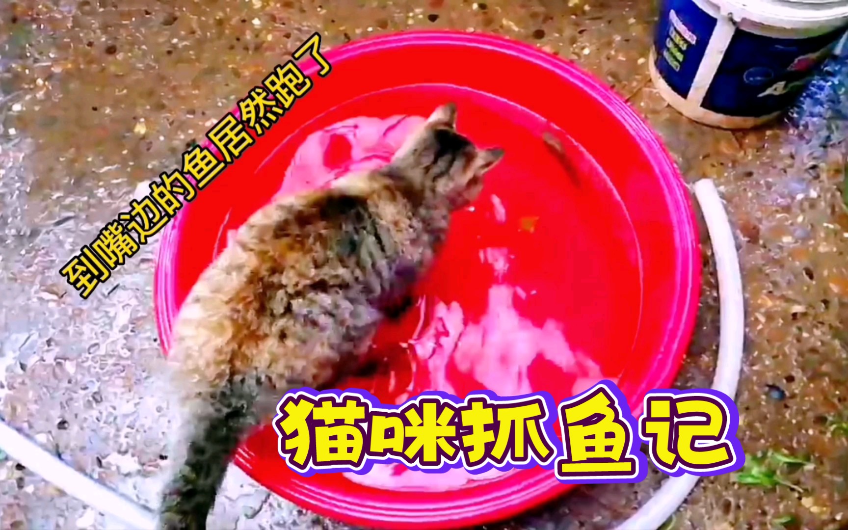 猫咪抓鱼记哔哩哔哩bilibili