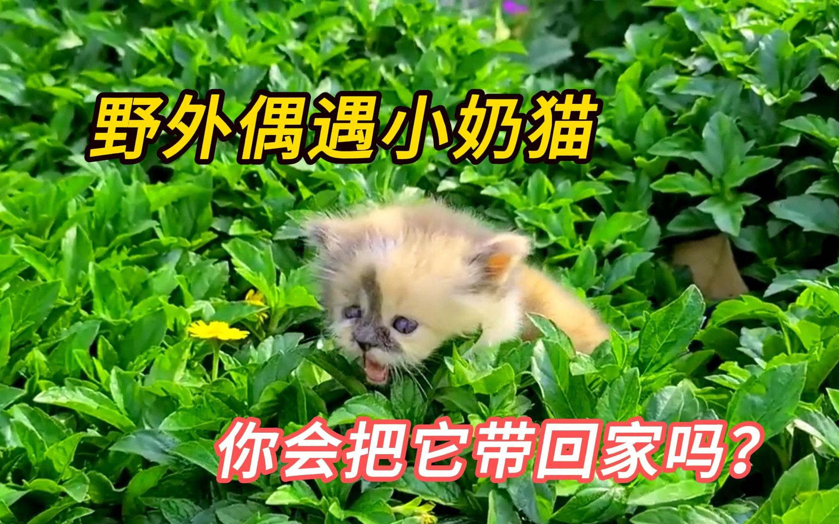 [图]可怜的小奶猫在街头流浪，还好遇见了好心小哥，结局真的很暖心