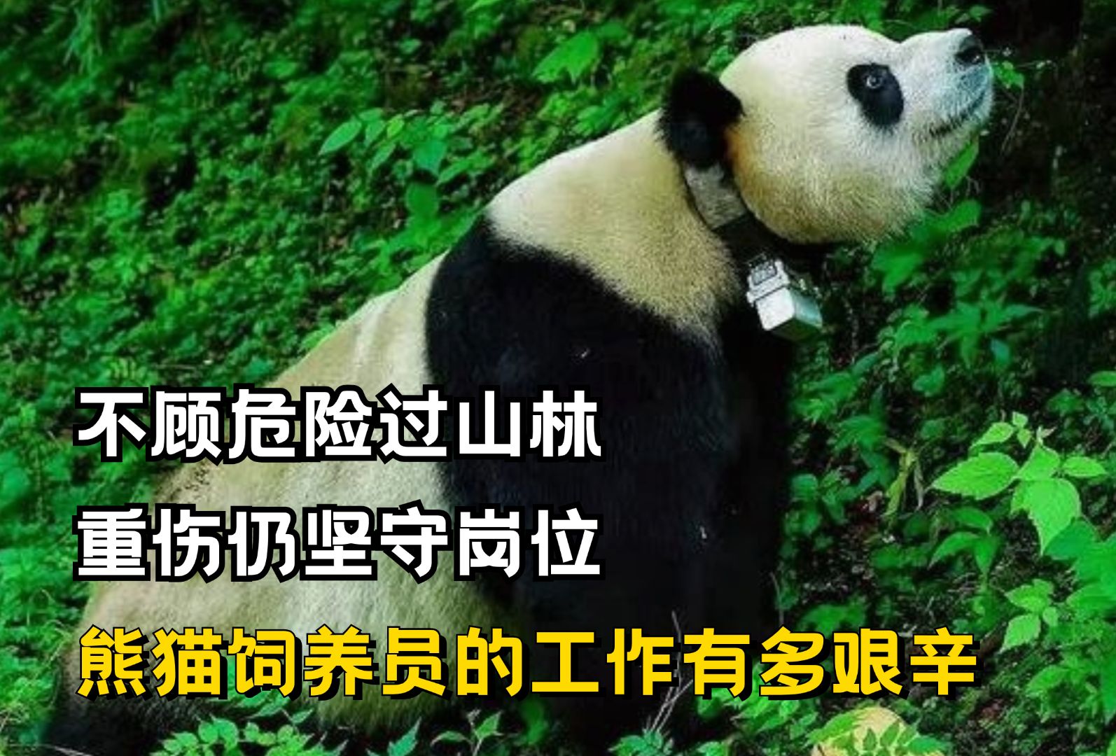 不顾危险过山林,重伤仍坚守岗位,熊猫饲养员的工作有多艰辛