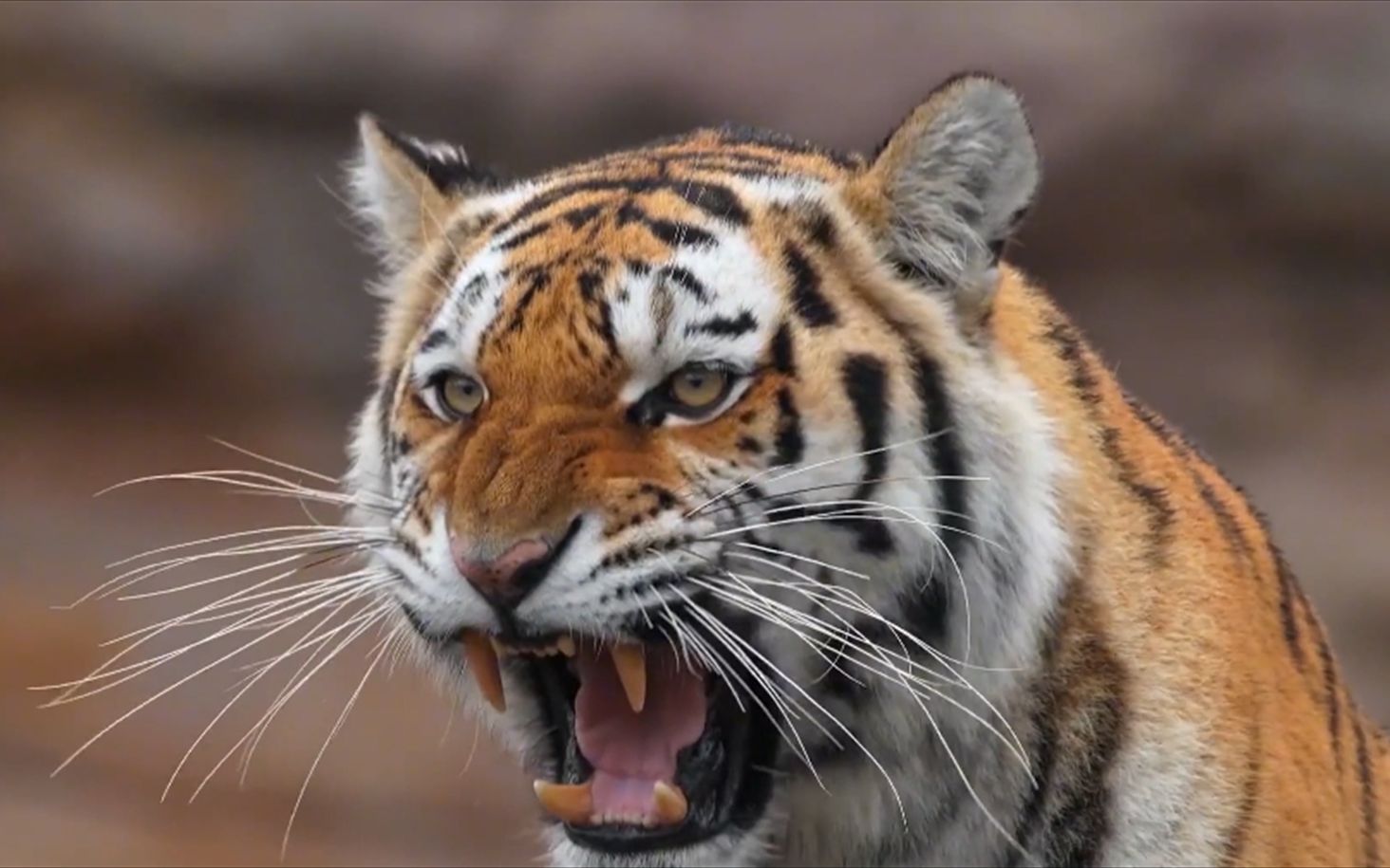 活动  东北金渐层,整一个不