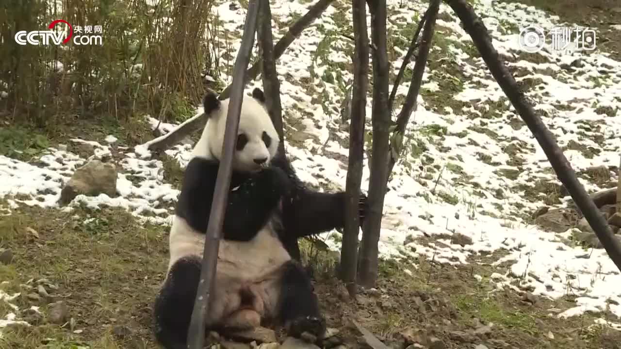 [图]【奥运、韵韵】神农架初雪，大熊猫撒欢儿耍宝“刹不住车”