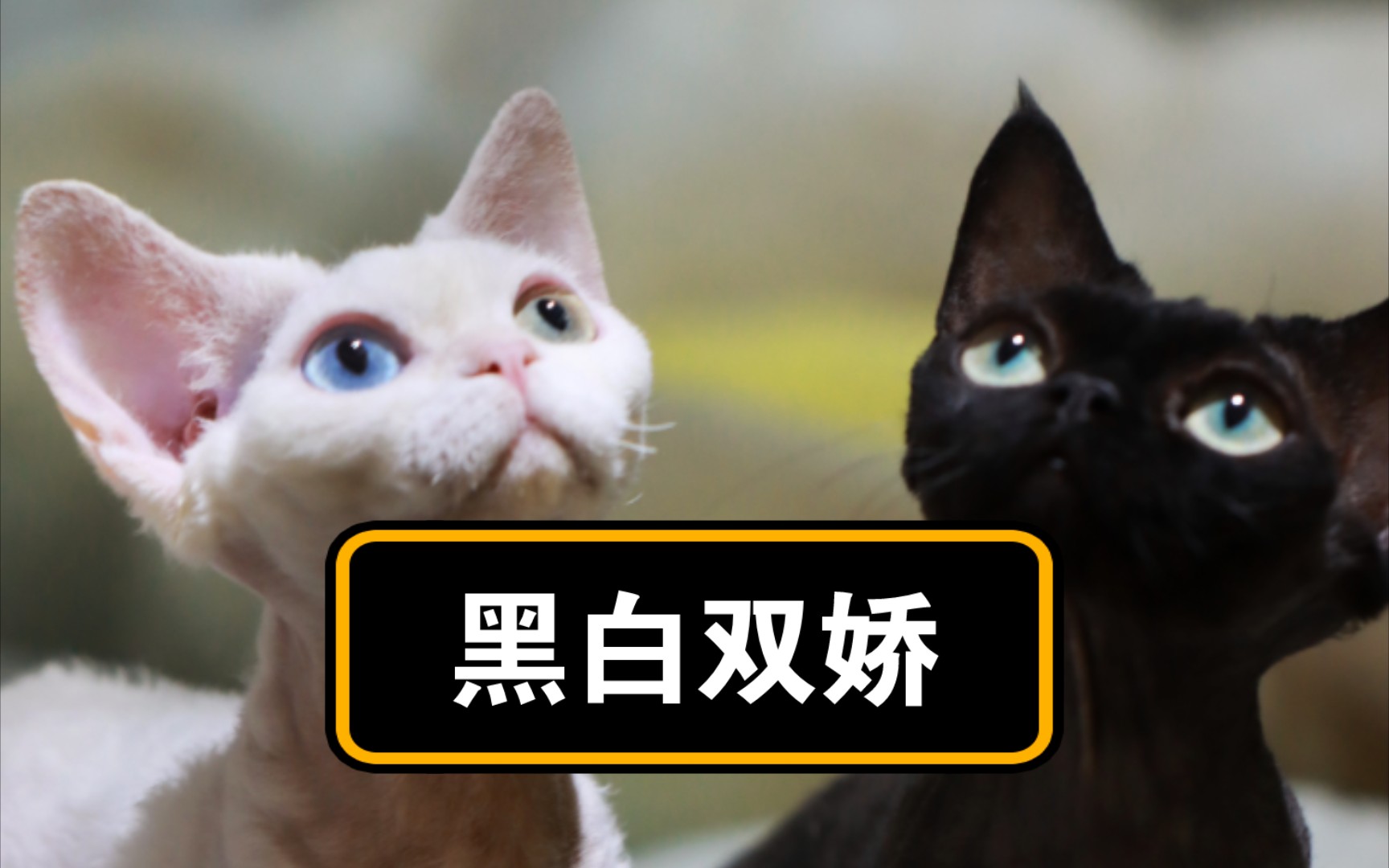 [图]德文卷毛猫：黑与白的完美组合