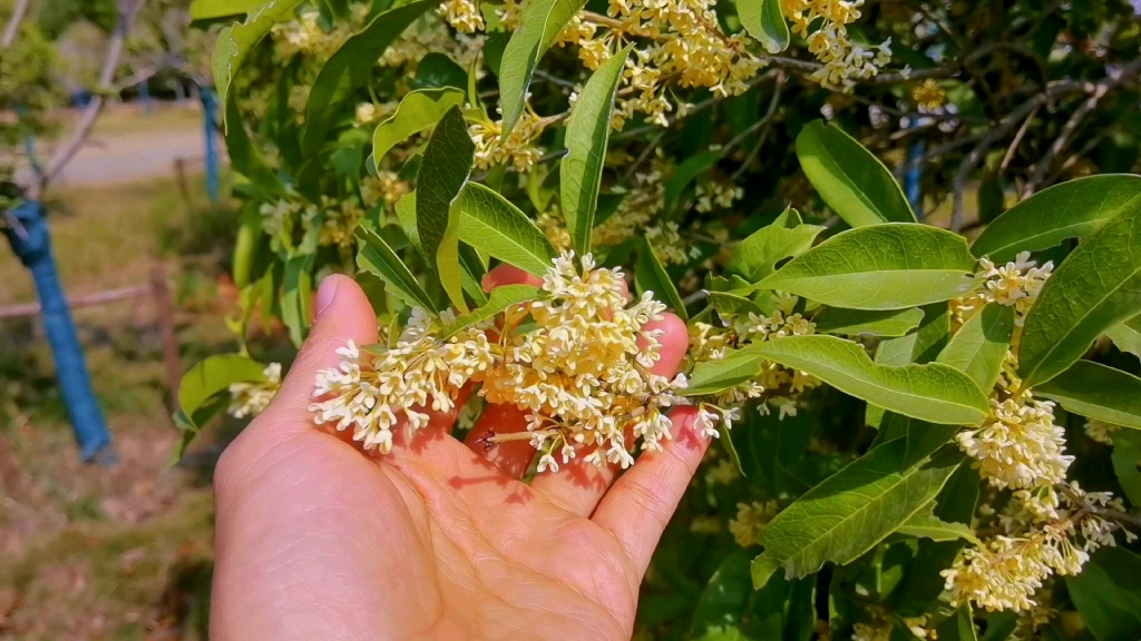 [图]今年桂花咋开这么迟？桂花臭？桂花怎么吃？