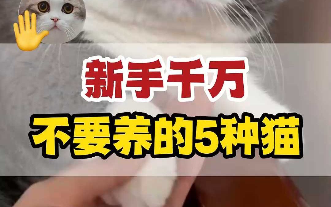 [图]新手养猫怎么选