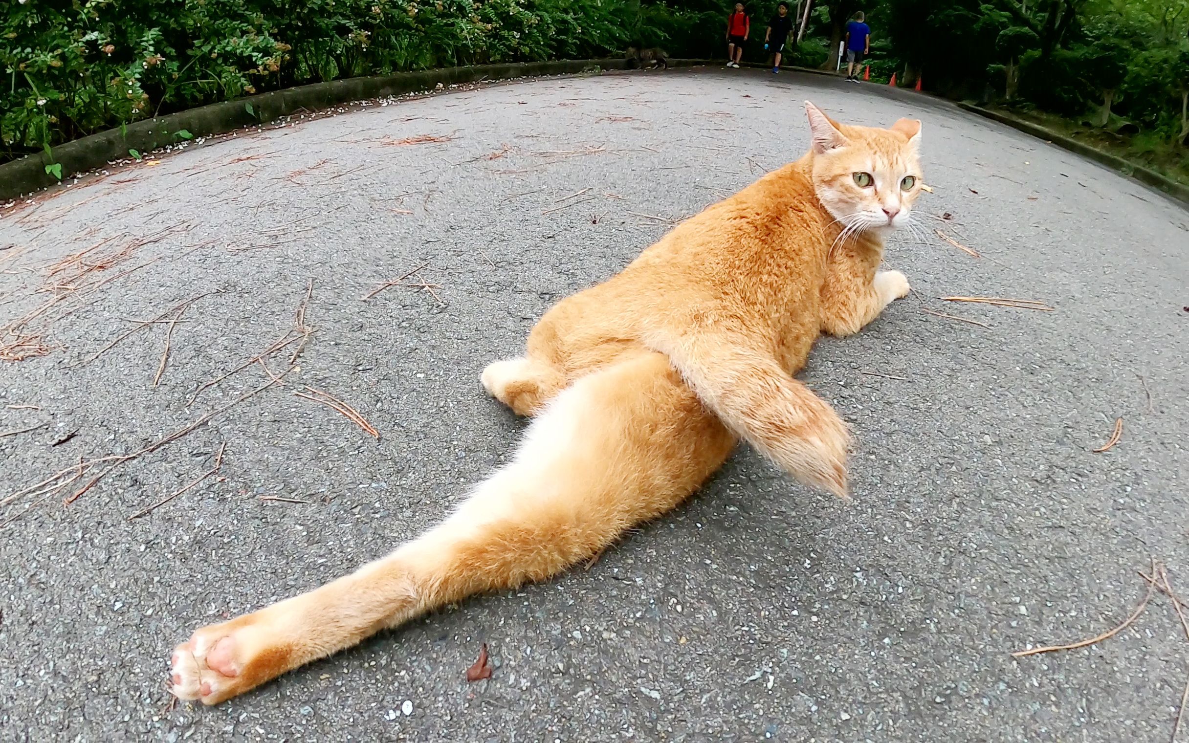 猫伸展双腿,在公园的步行道上放松