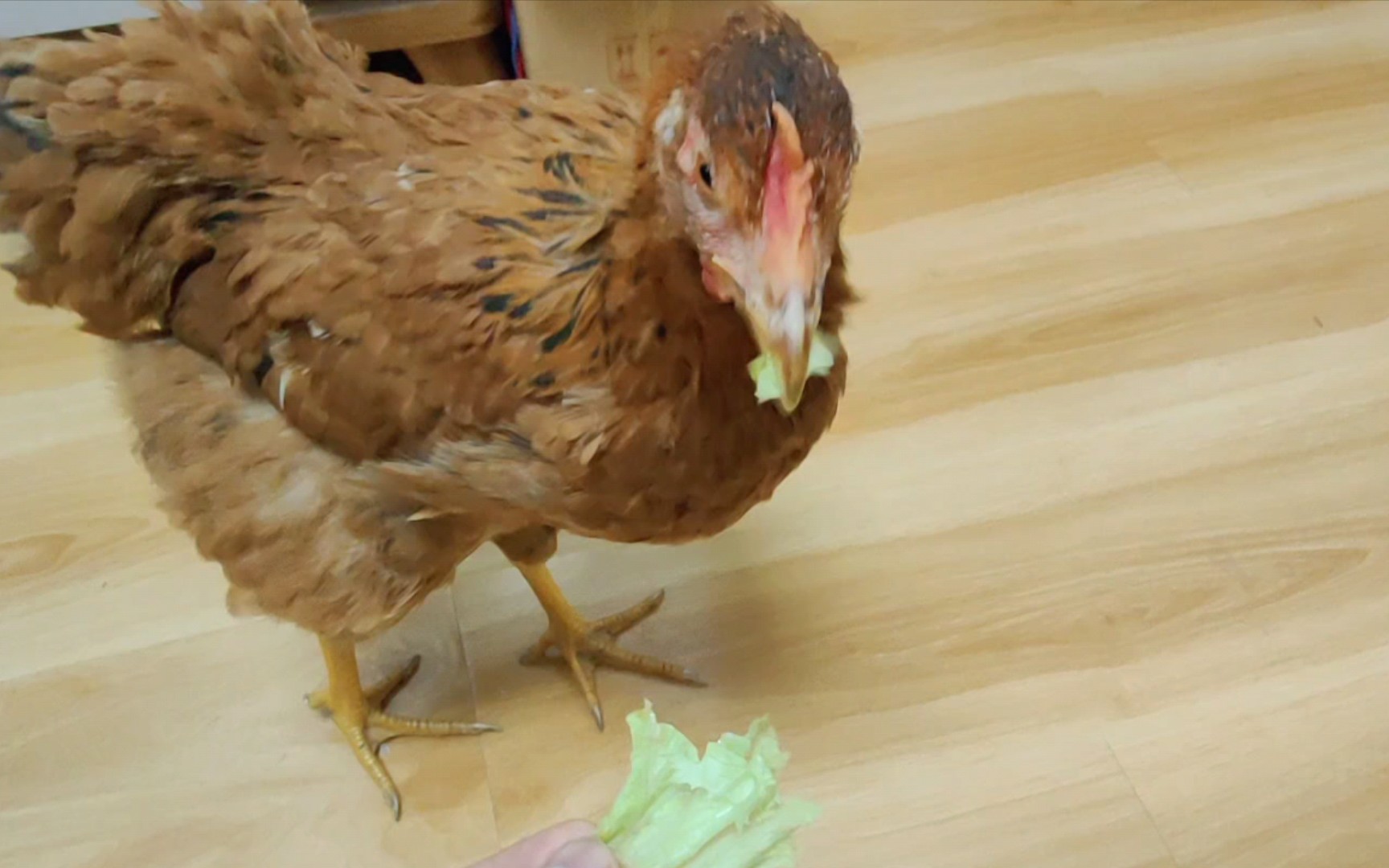 【宠物鸡】两只小鸡溜溜哒,咕香咕哒一起玩耍吃菜叶