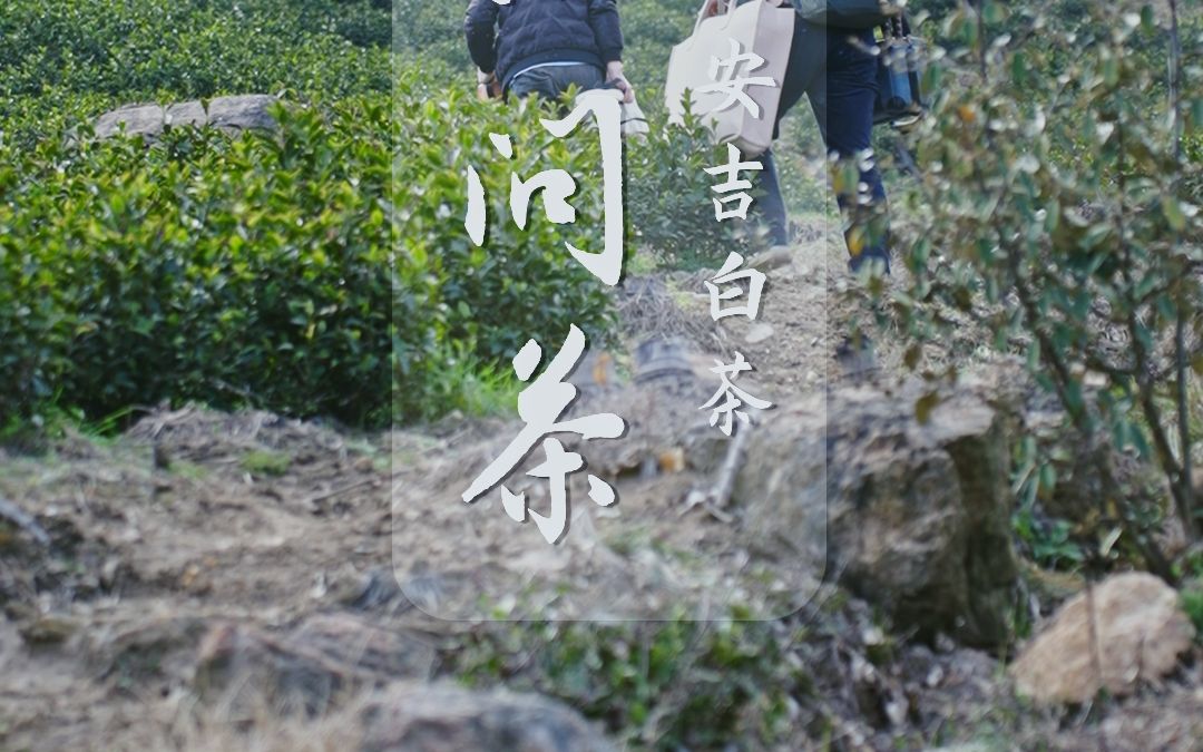 寻山问茶安吉白哔哩哔哩bilibili