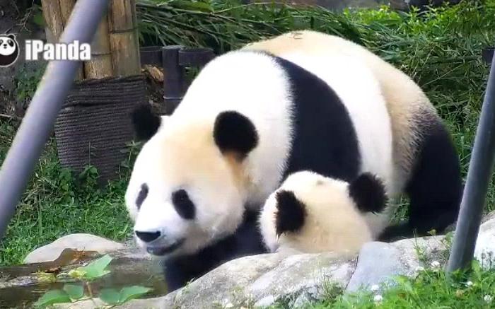 [图]20180822《大熊猫妃妃仔》泡完澡之后，要干什么呢？当然是送给麻麻玩呀