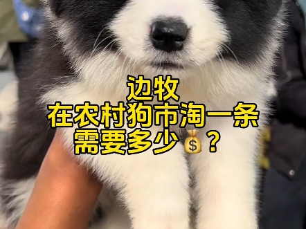 给粉丝挑选精品黑白边牧犬.哔哩哔哩bilibili