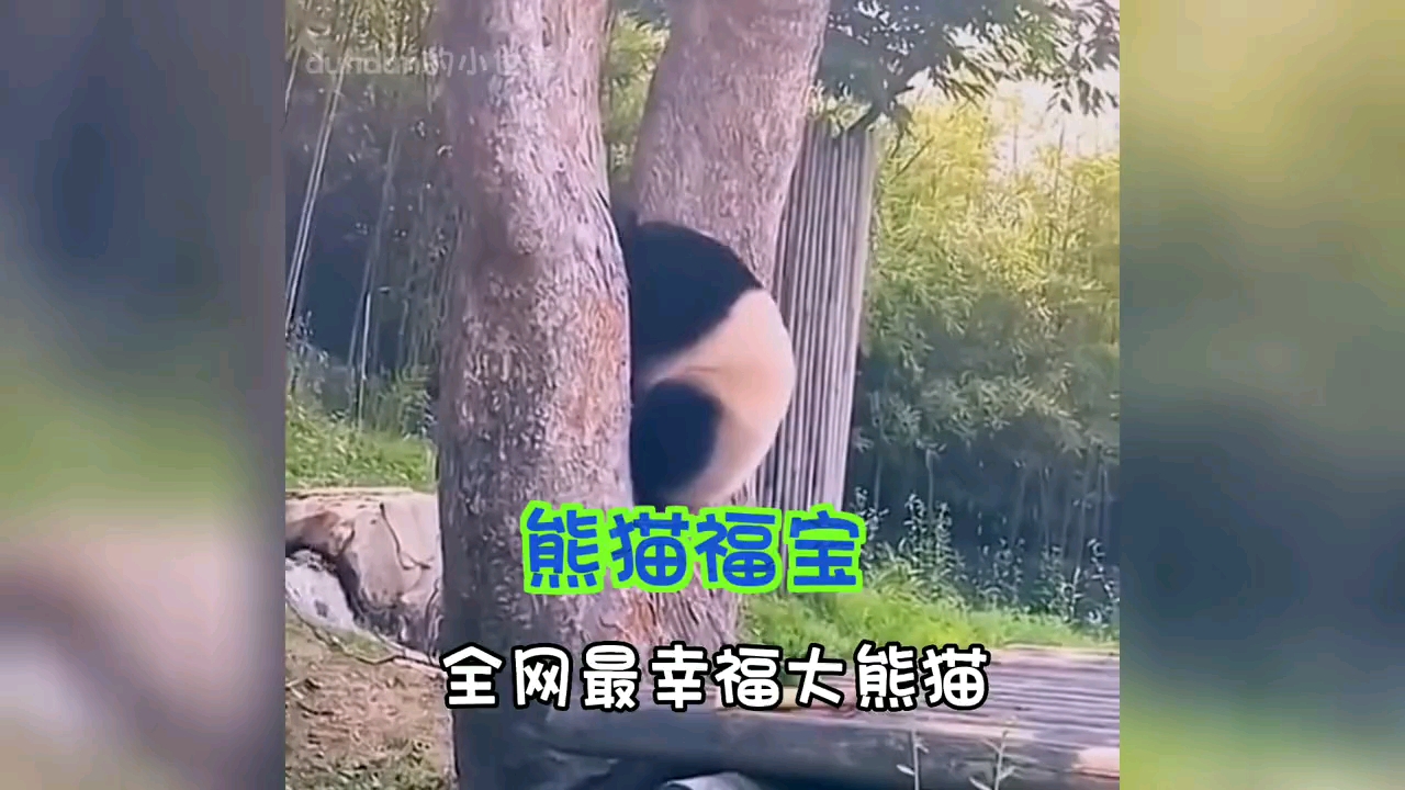 福宝:全网最幸福大熊猫哔哩哔哩bilibili