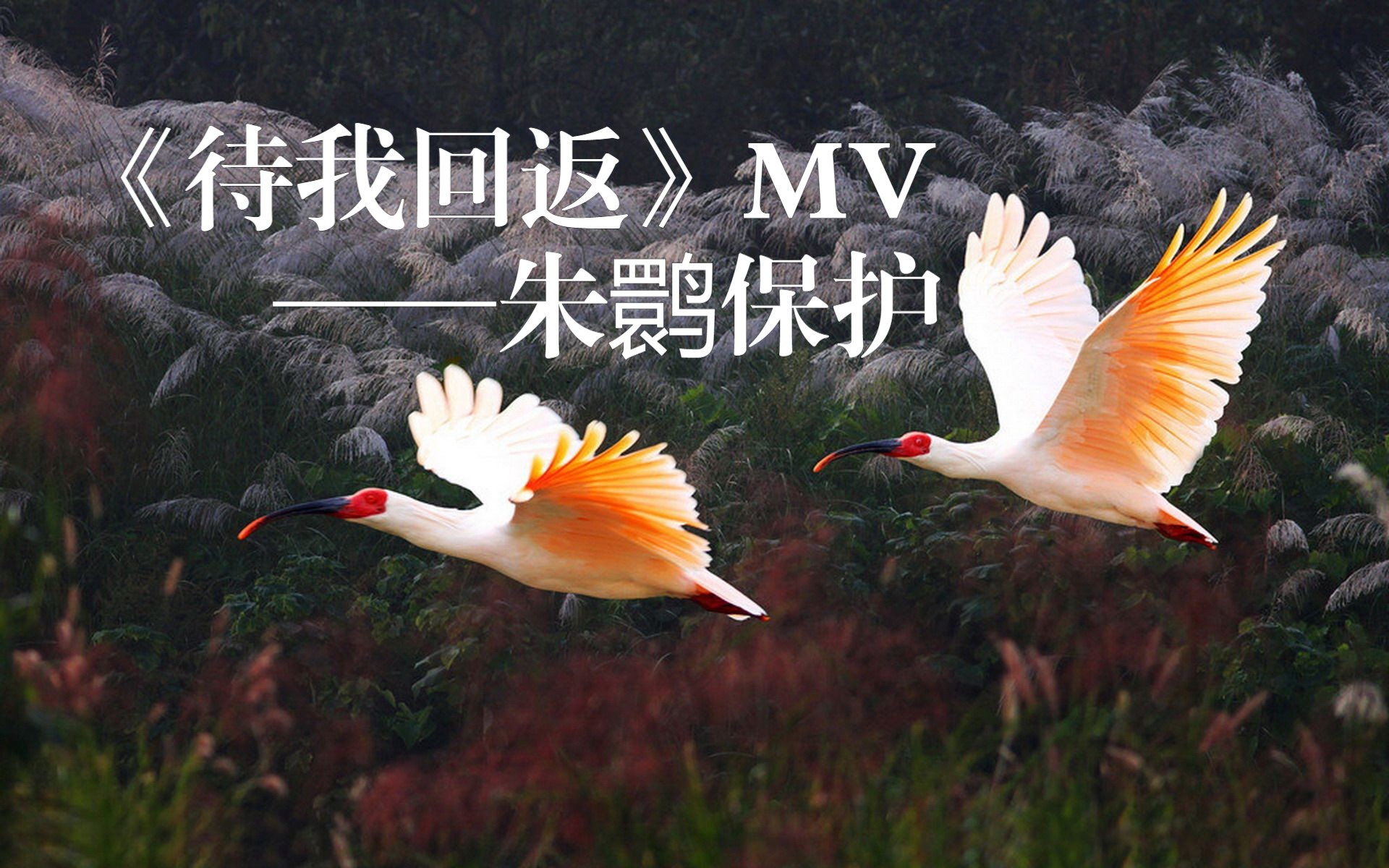 [图]【中英双语字幕】《待我回返》原创MV——濒危鸟类朱鹮混剪（守护飞鸟梦）