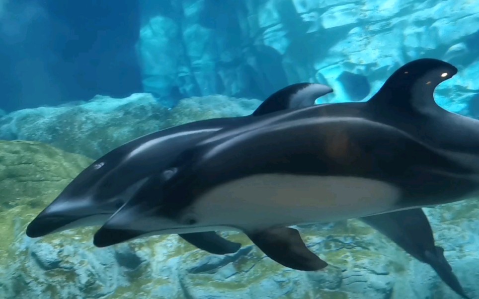 太平洋白边海豚 真的太美了