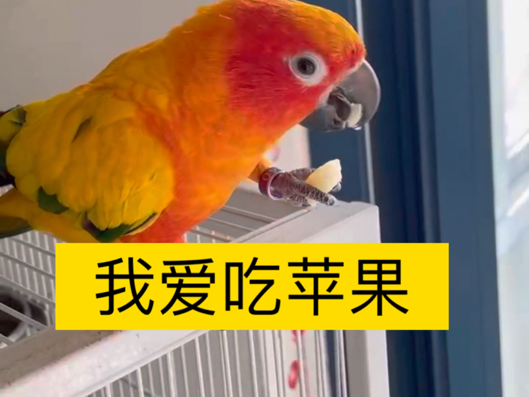 鹦鹉最爱吃的水果应该就是苹果了,阳彩超爱吃