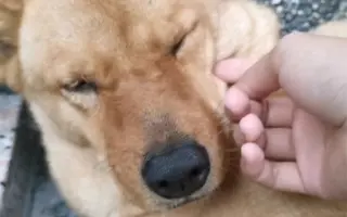 狼爪 哔哩哔哩 Bilibili