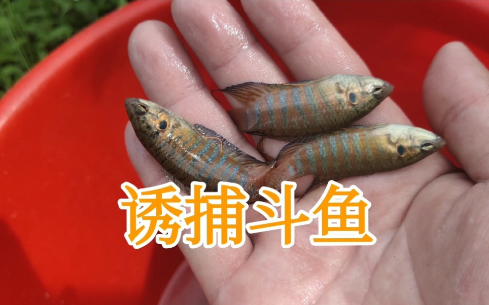 小伙又来抓斗鱼了,改良放法后,半小时抓了二十多条,太惊艳了_哔哩哔哩