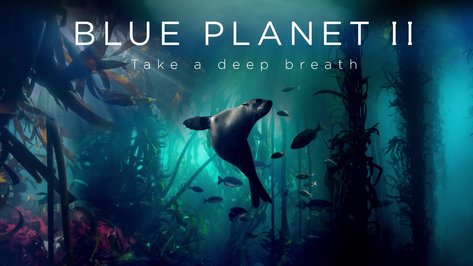 蓝色星球ll 纪录片预告blue planet ii official trailer 2 