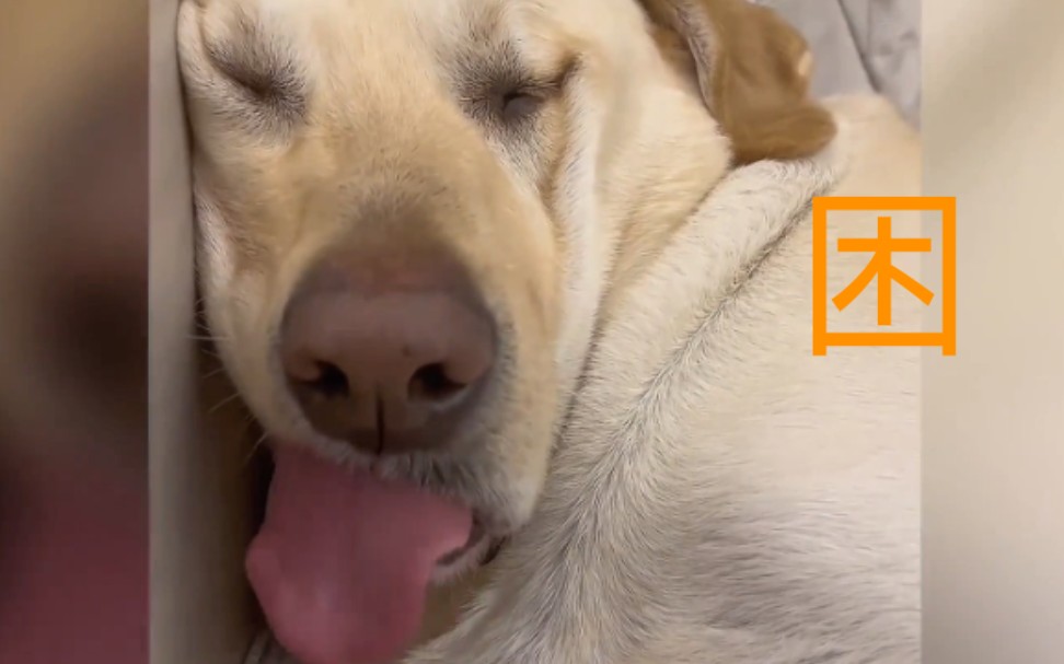 "盘点萌宠秒睡的搞笑瞬间"