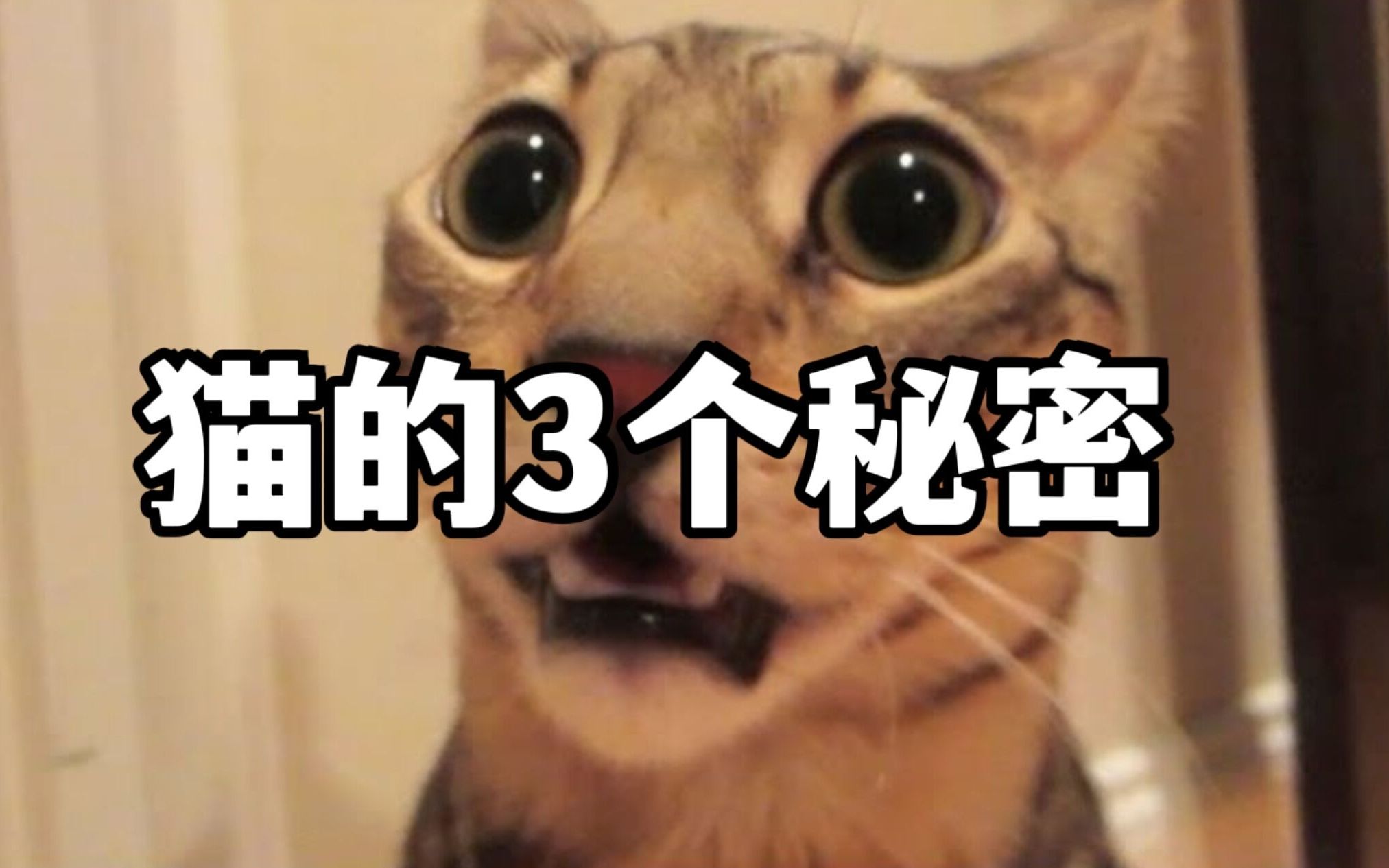 猫的3个秘密:猫会哭?2个鼻子?听力不好?哔哩哔哩bilibili