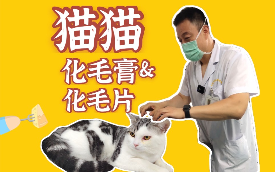 猫咪吐毛球,医生却不建议吃化毛片&化毛膏?哔哩哔哩bilibili