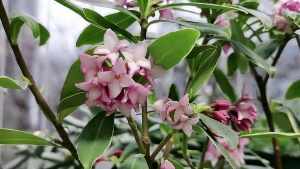 紫花瑞香开花不香,颜色寡淡,叶片耷拉,怎么回事,了解一下_哔哩哔哩