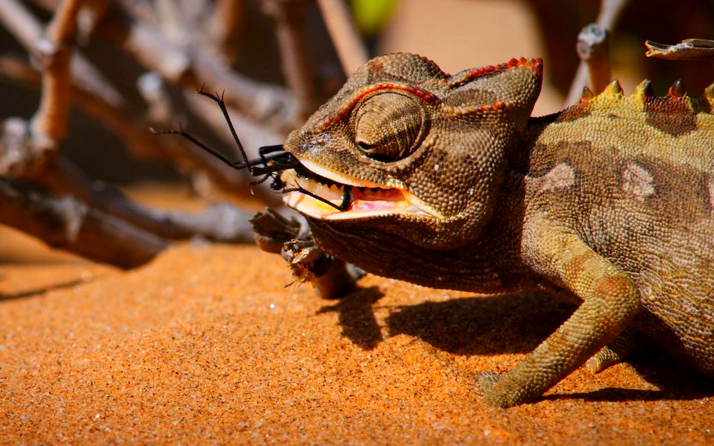 沙漠中变色龙捕食速度