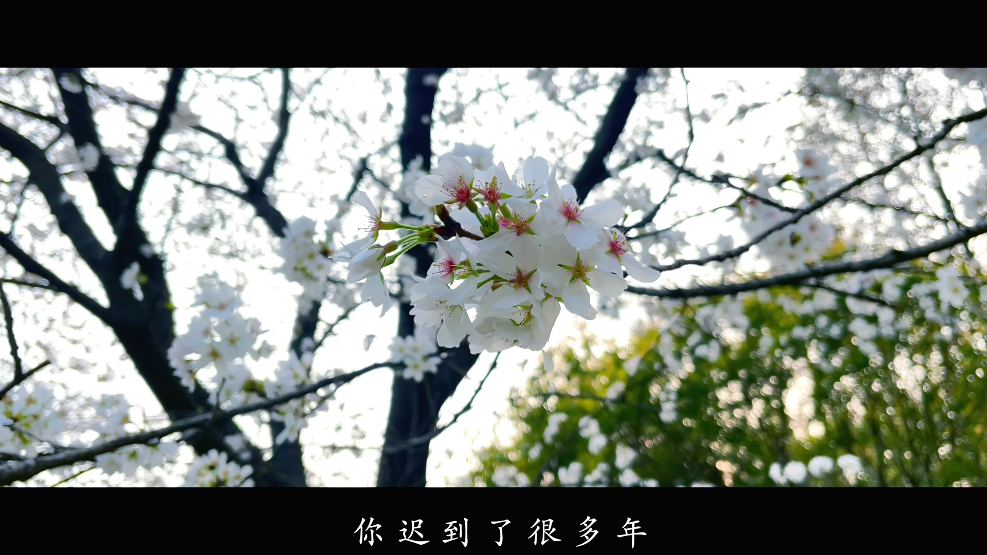 你知道樱花的花语吗哔哩哔哩bilibili