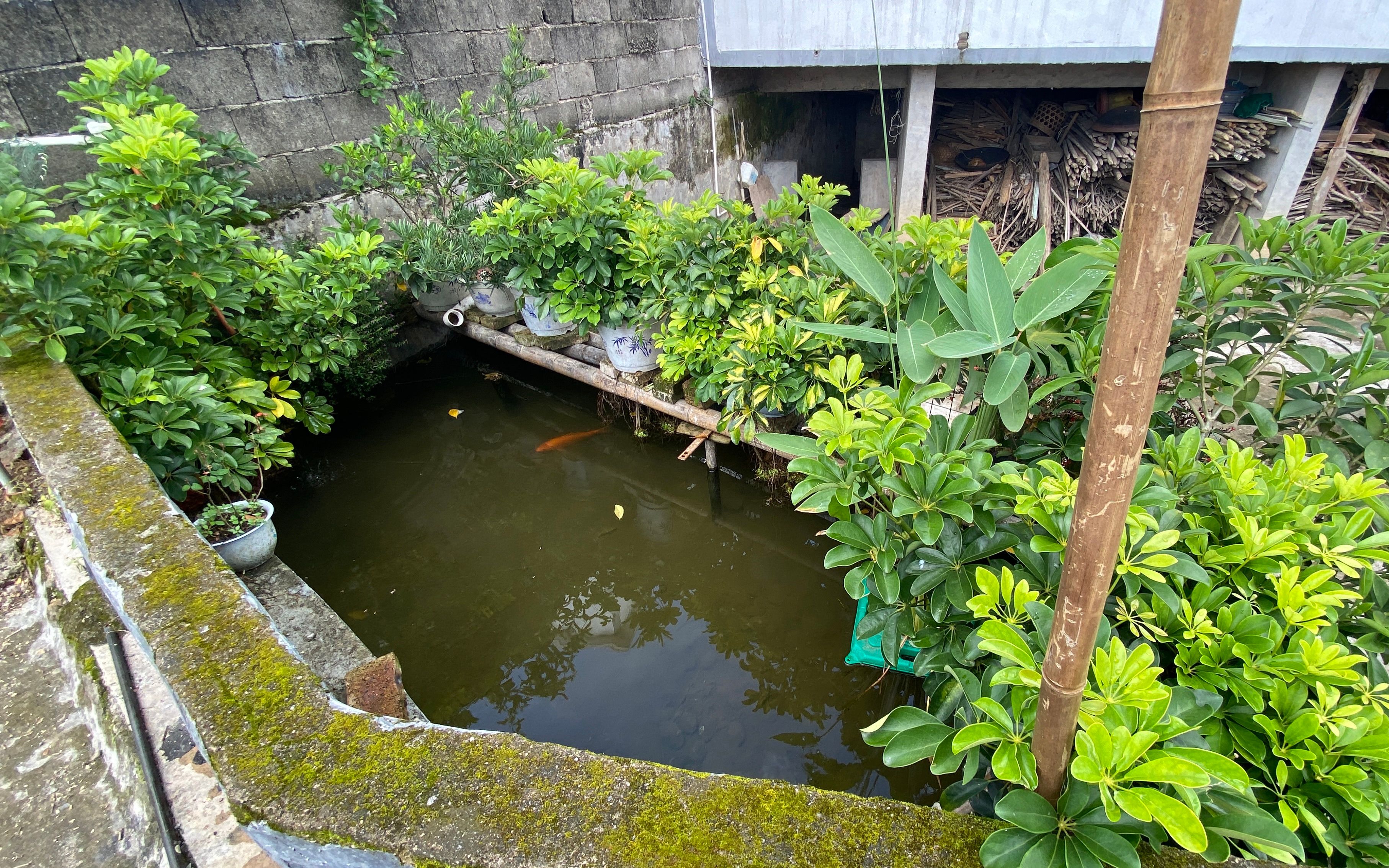 有个这样的生态鱼池该多好,占地3平方左右,在家也能养草鱼