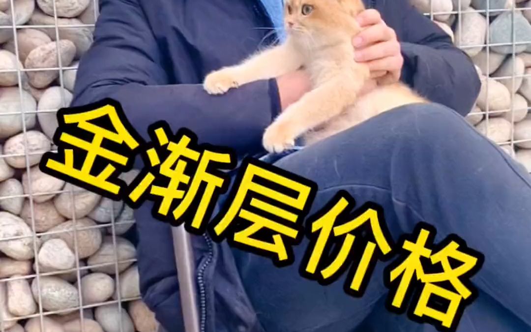 金渐层价格多少?猫萌宠宠物市场给年终奖找个好归宿哔哩哔哩bilibili