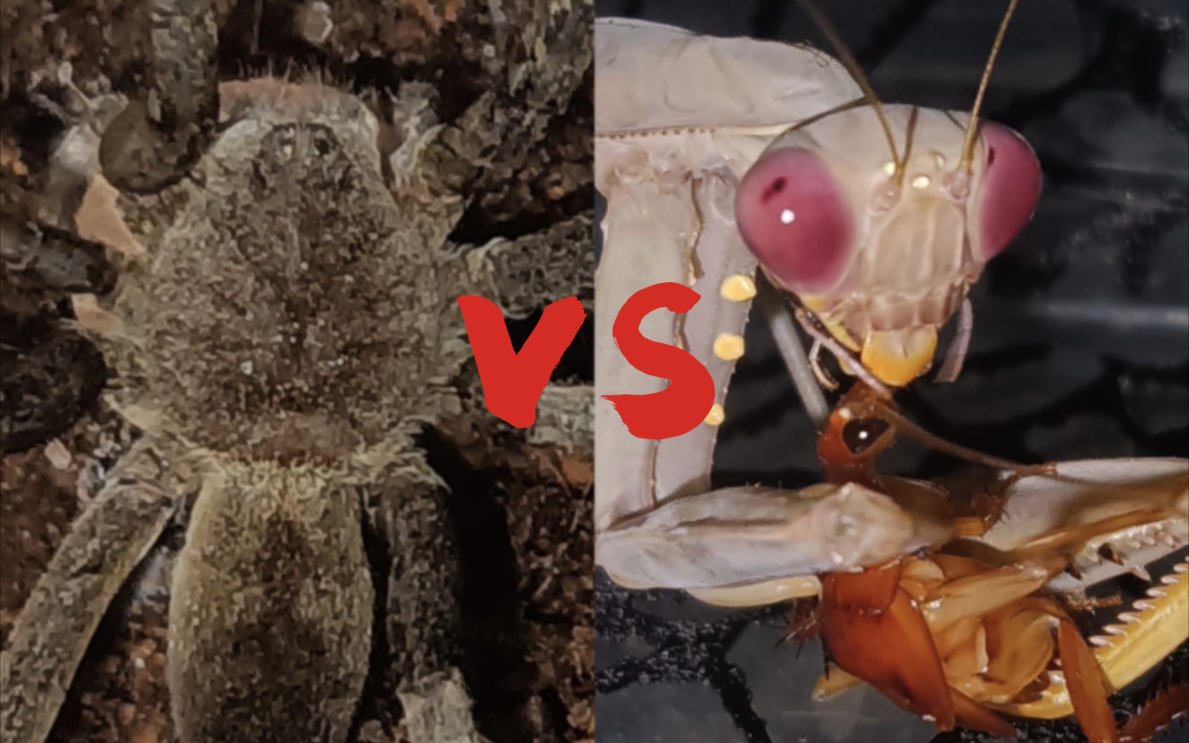 【昆虫军vs毒虫军/重投】狡蛛vs广斧螳