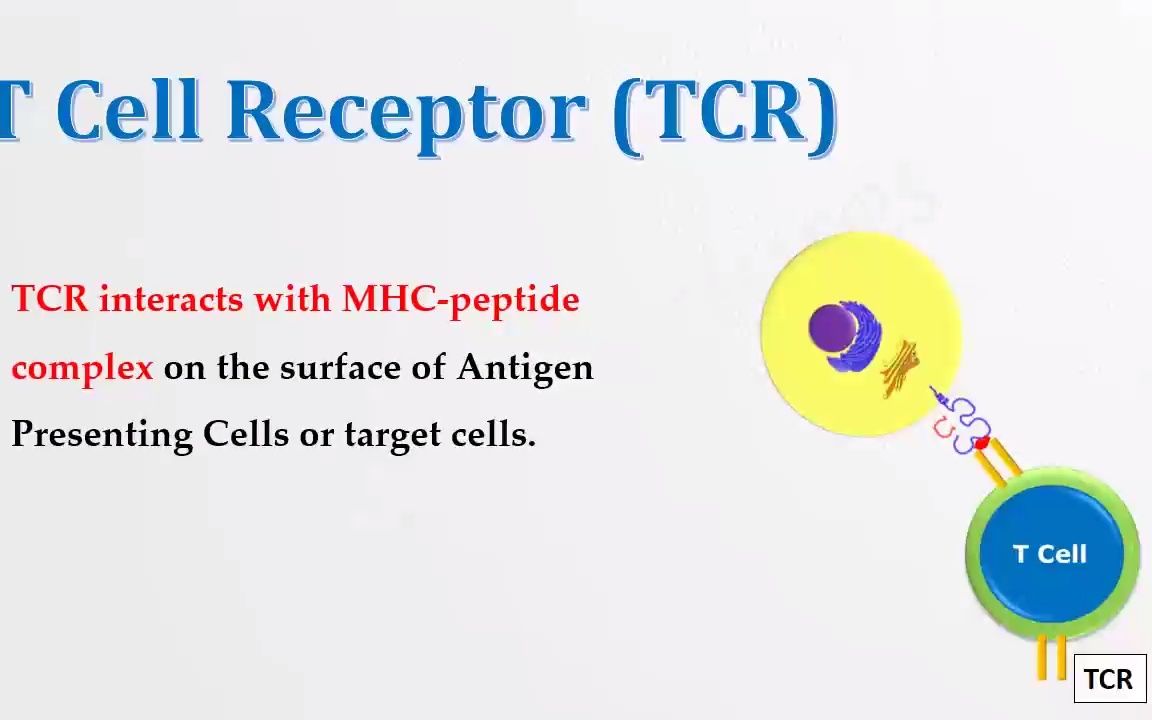 免疫学T细胞受体 T Cell Receptor(TCR) and CD3哔哩哔哩bilibili