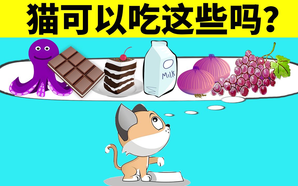 6种不能给猫吃的食物,你踩雷过几个?哔哩哔哩bilibili