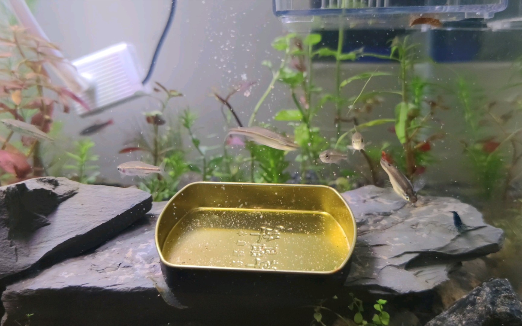 喂一下新到的丽纹细鲫和瑰丽金丝