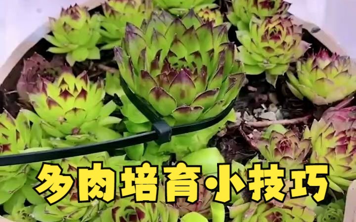 多肉的种植培育小技巧,学会变高手!哔哩哔哩bilibili