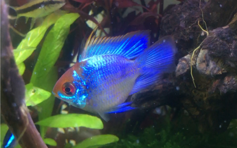 草缸不养蓝波子还玩什么草缸