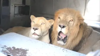 狮王奇克的私生活片段