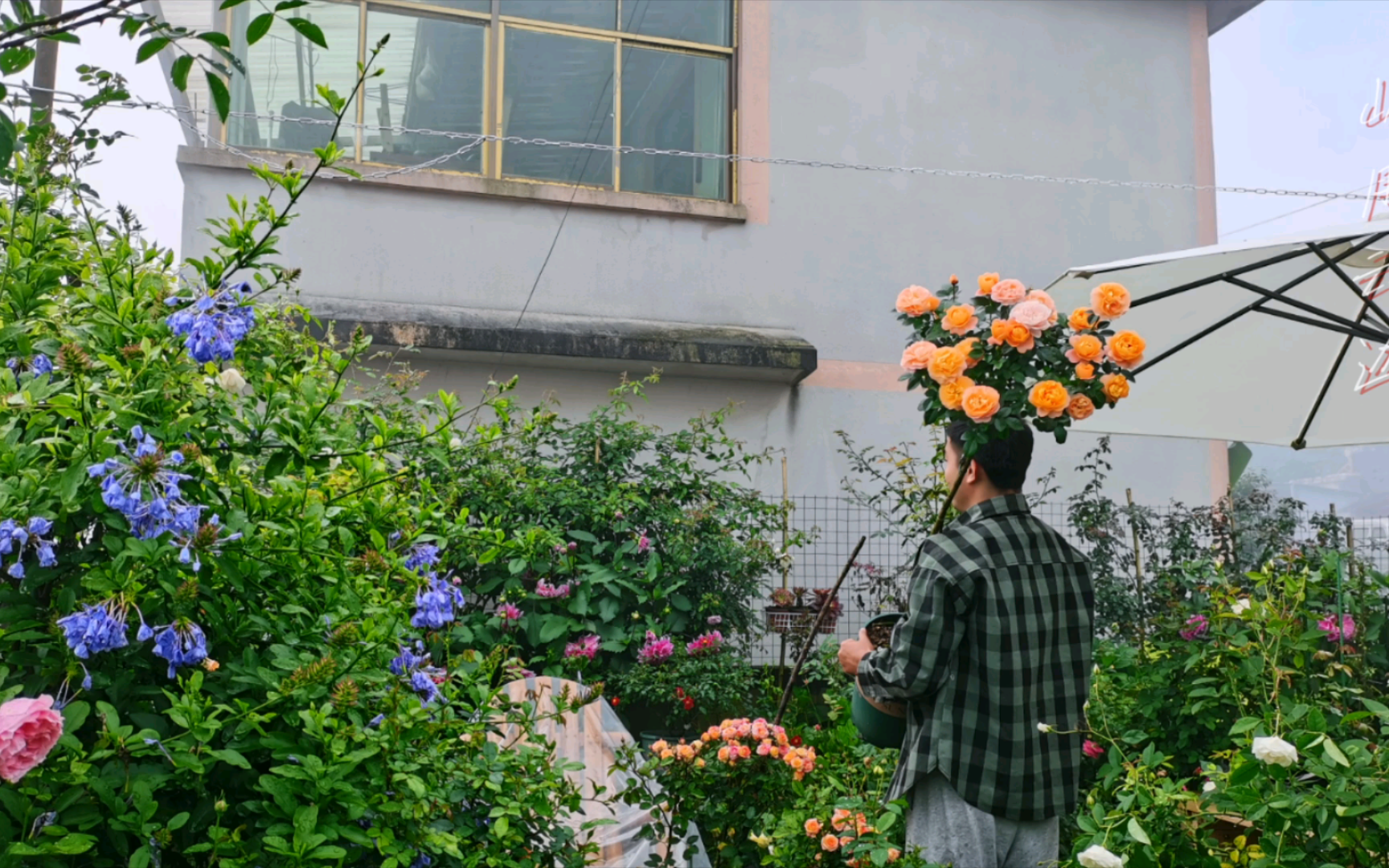 (园艺花卉)绿植点缀生活,鲜花治愈心灵