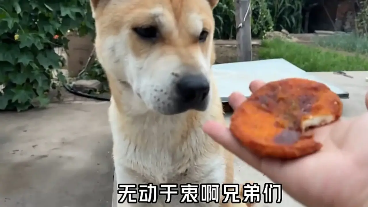 狗吃啥,我吃啥,狗子帮我选炸牛排_哔哩哔哩_bilibili